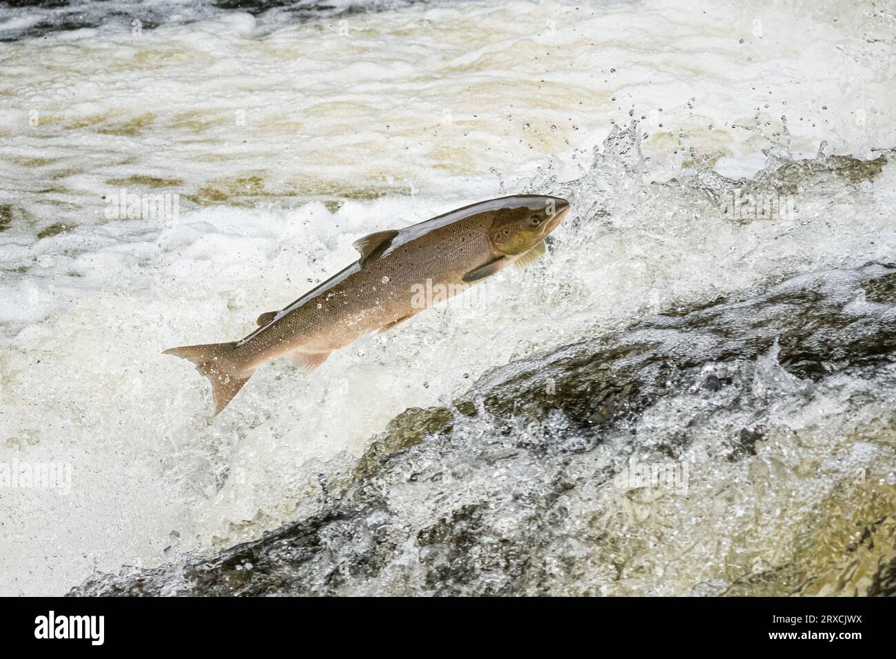 Salmone Atlantico (Salmo salar) sul fiume Almond, Perthshire, Scozia, Regno Unito. Foto Stock