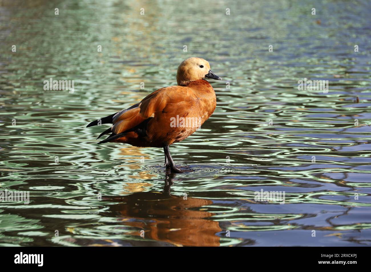 Shelduck (Tadorna ferruginea) in piedi sulla superficie dell'acqua. Anatra rossa maschio sulla costa di un lago Foto Stock