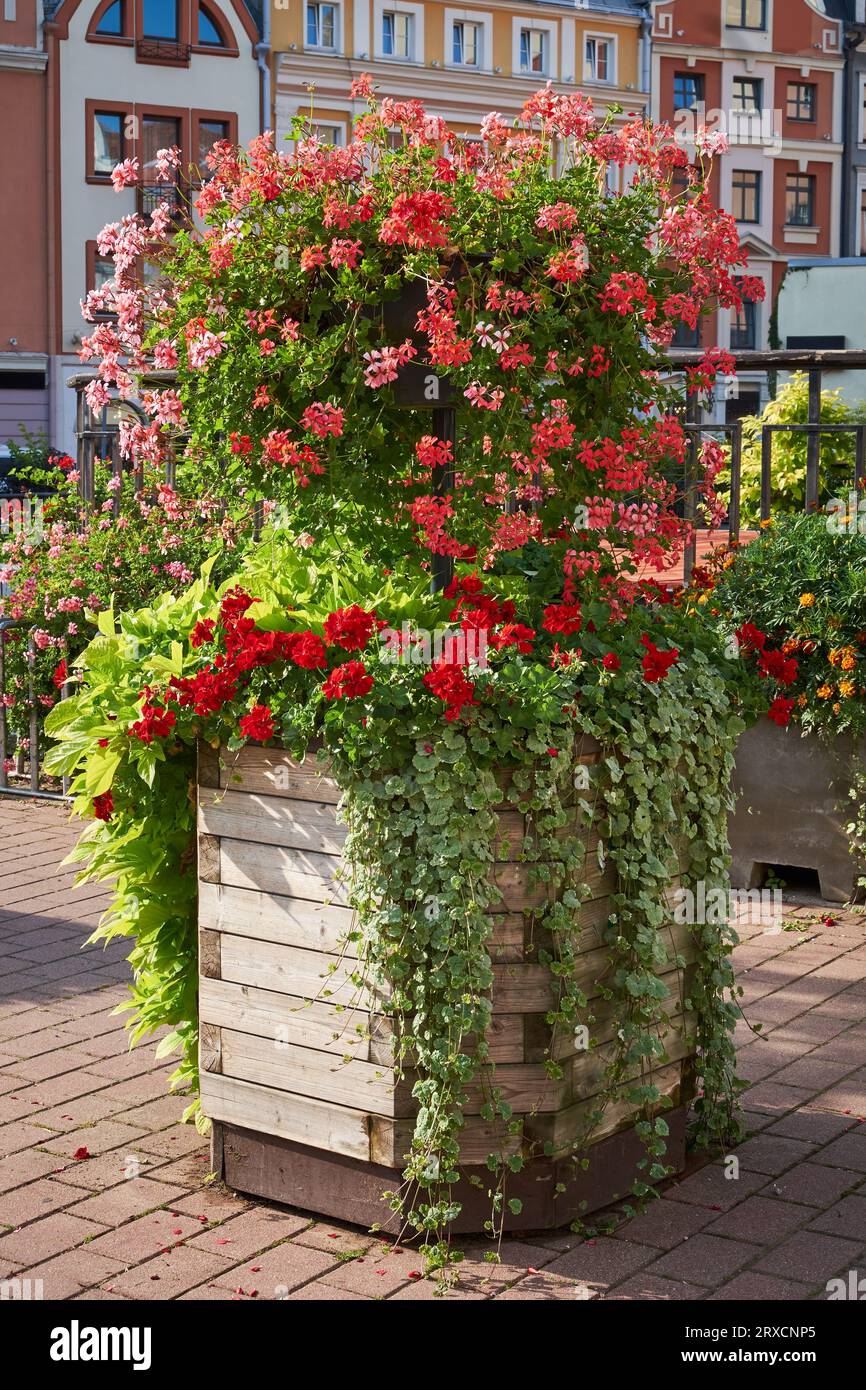 Letto di fiori verticale nell'ambiente urbano della città. Fiori e verde nel design paesaggistico. Fioritura moderna della città, design delle aiuole urbane, città f Foto Stock