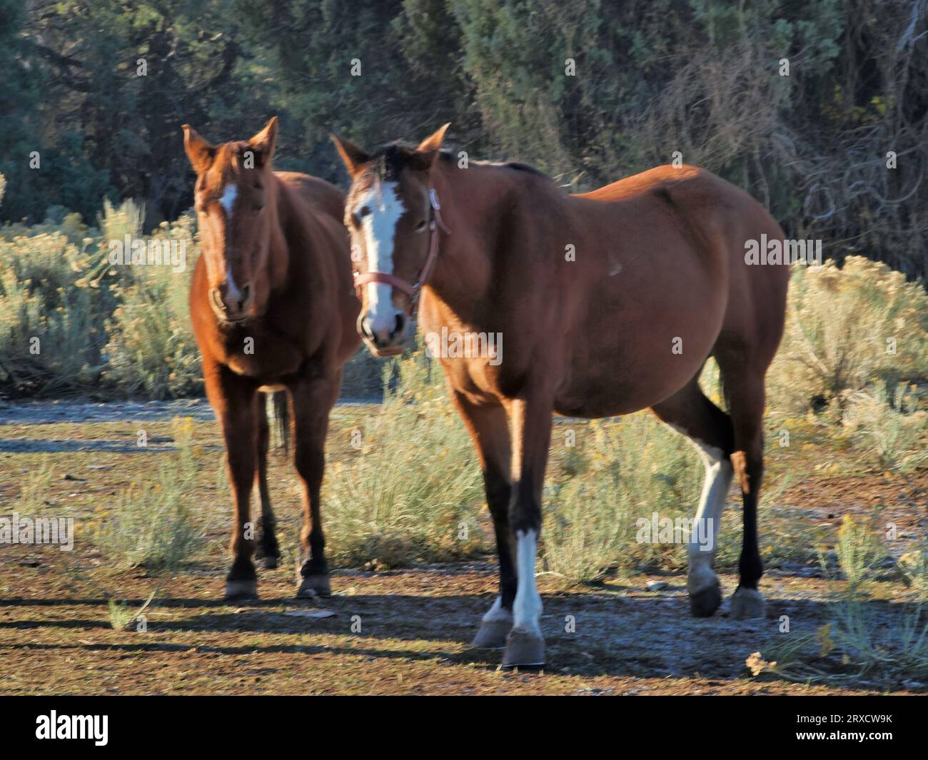 Cavalli del quartiere americano a Taos Pueblo, New Mexico Foto Stock