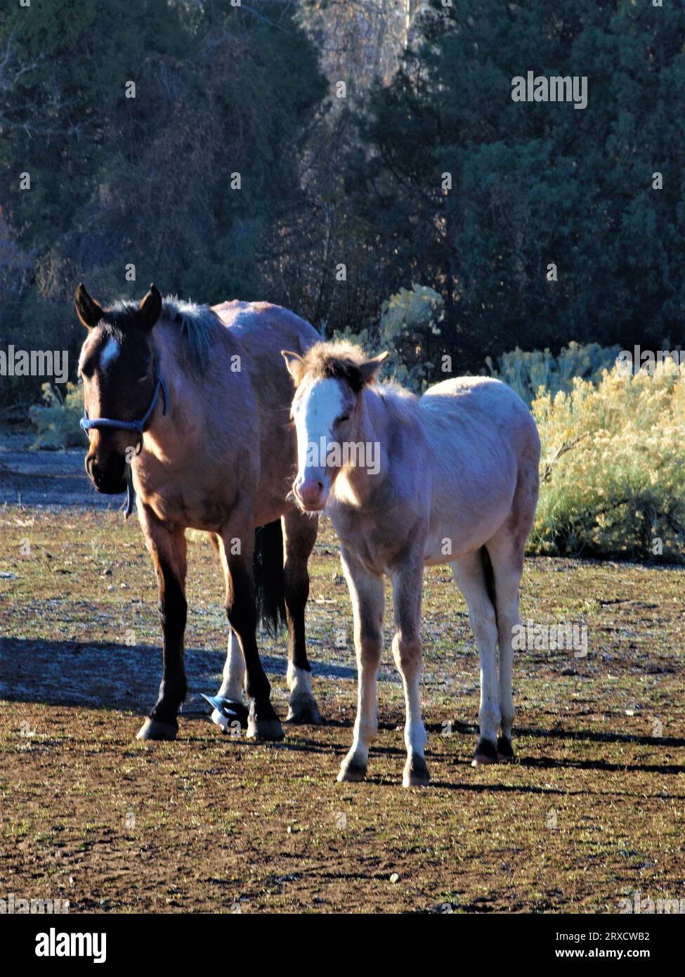 Cavalli a Taos Pueblo, New Mexico Foto Stock