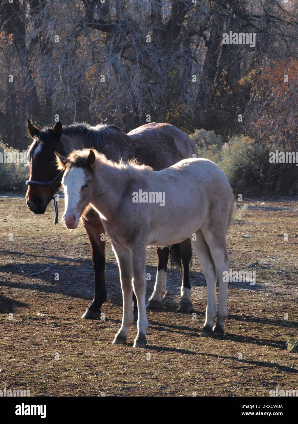 Due cavalli a Taos Pueblo, New Mexico Foto Stock