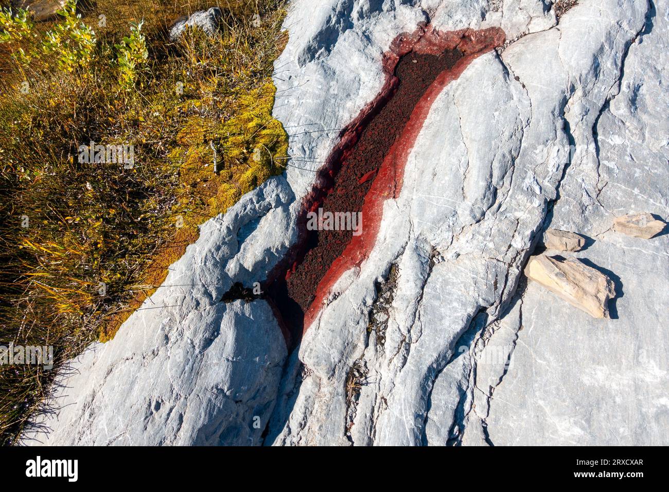 Alghe dai colori vivaci, ragade rocciosa riempita d'acqua, dettagli ravvicinati, Kananaskis Country, Alberta, Montagne Rocciose canadesi Foto Stock