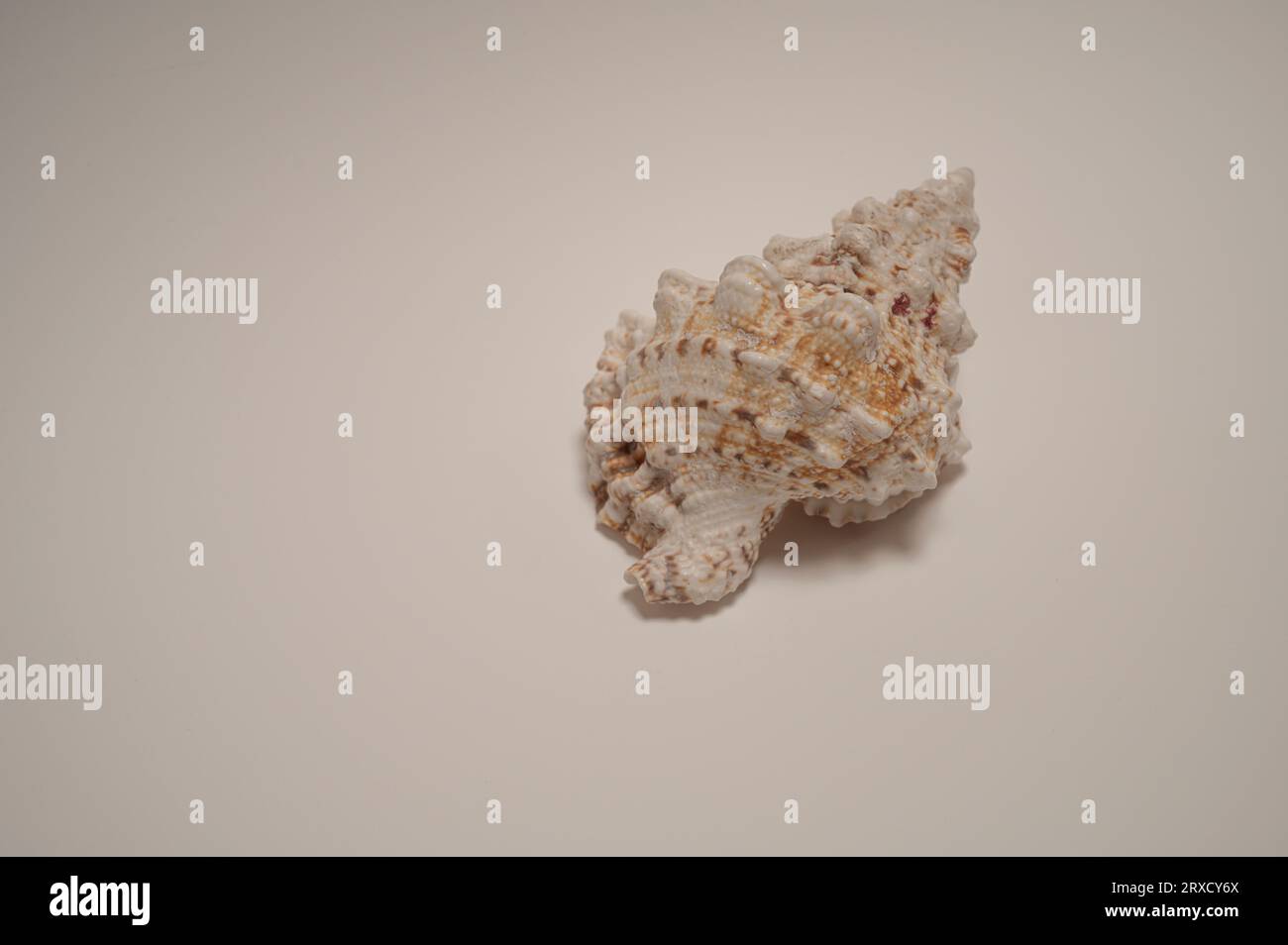 guscio di molluschi intrecciato su sfondo bianco Foto Stock