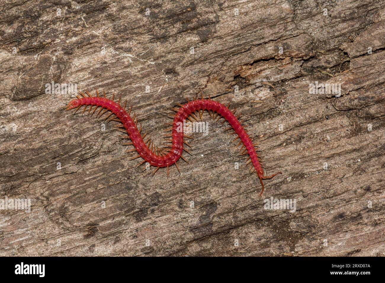 Soil Centipede - Strigamia bidens Foto Stock