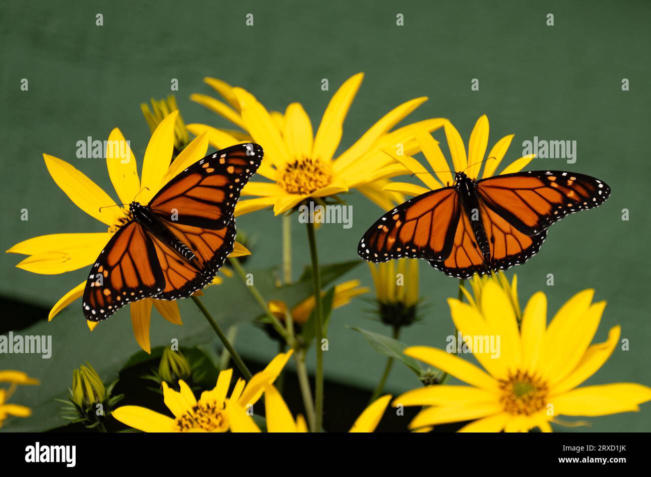 Due farfalle monarca, Danaus plexippus, che si nutrono e impollinano carciofi gialli di Gerusalemme, Helianthus tuberosus fiori in un giardino. Foto Stock