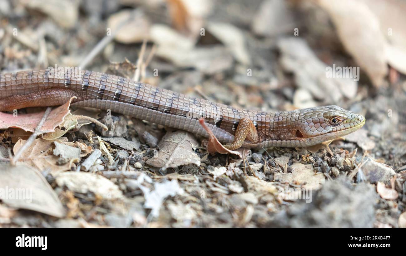 Adulto California Alligator Lizard basking su sentiero. Contea di Santa Clara, California, Stati Uniti. Foto Stock