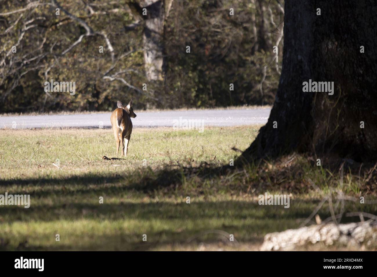 Giovane buck di cervo dalla coda bianca (Odocoileus virginianus) rivolto verso l'esterno Foto Stock