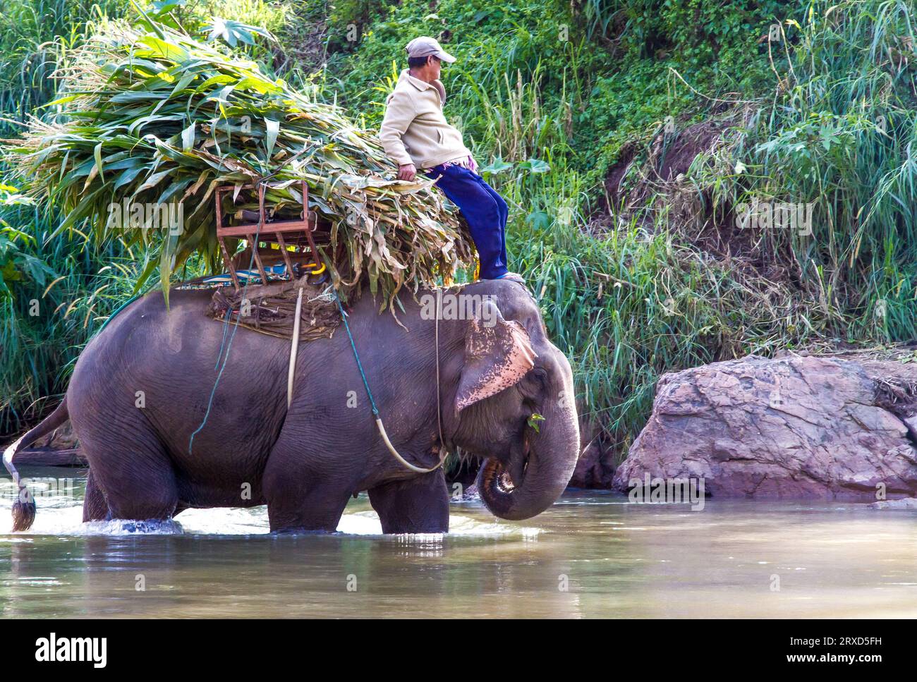 Elefante in funzione con una guida principale Foto Stock