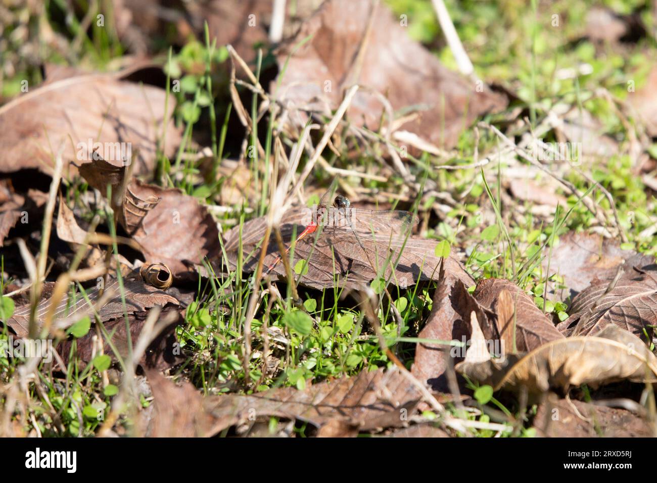 La libellula di meadowhawk (Sympetrum ambiguum) dalla faccia blu, appollaiata con cura su uno stelo di foglie Foto Stock