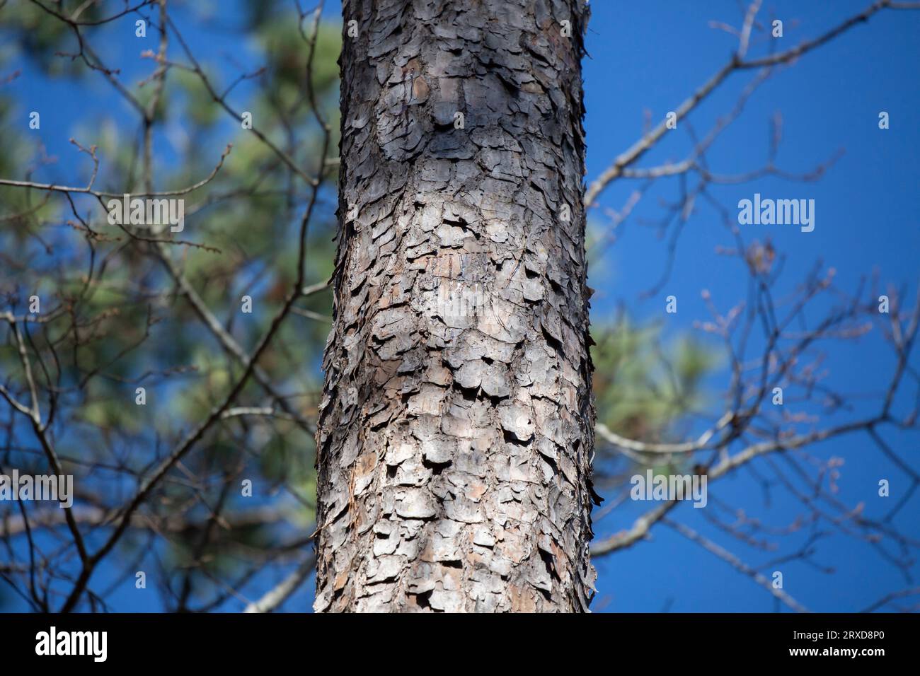 Pino e aghi di pino verde contro un cielo blu profondo Foto Stock