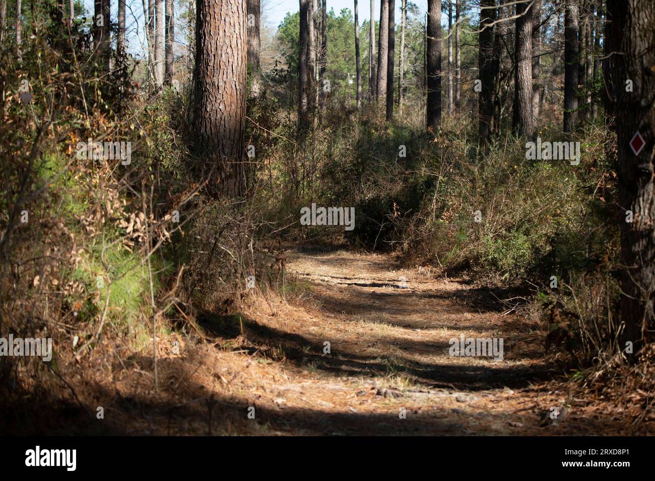 Sentiero boschivo ricoperto di aghi di pino e circondato da cespugli Foto Stock