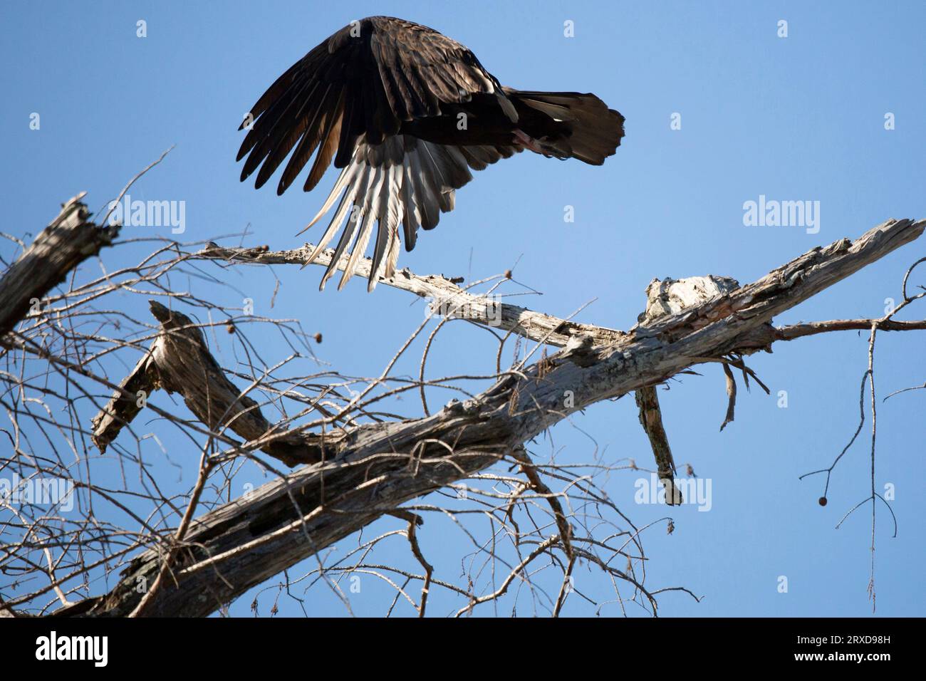 Avvoltoio di tacchino (Cathartes aura) in volo dal suo poch su un albero morto con un cielo blu sullo sfondo Foto Stock