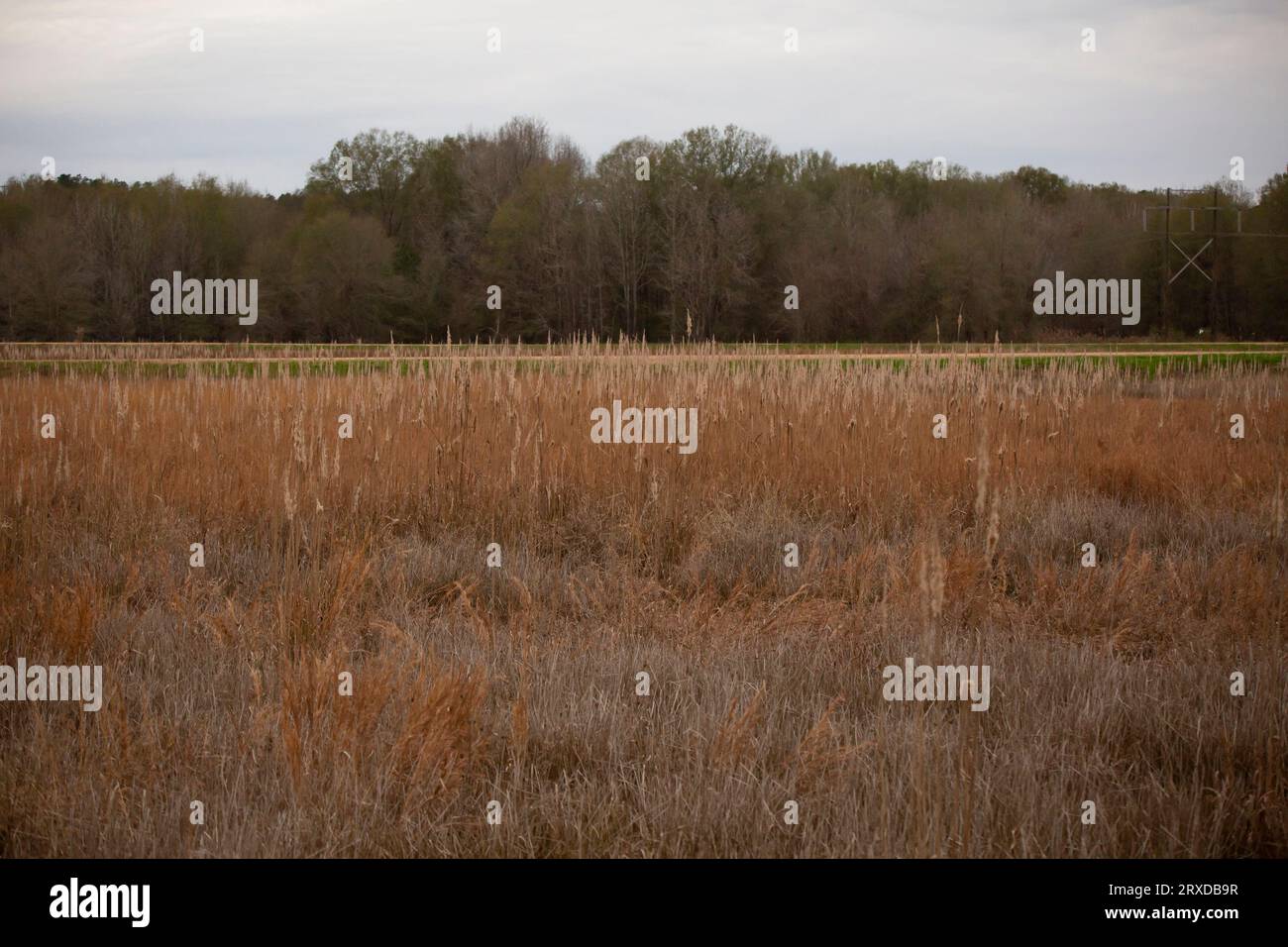 Erbacce essiccate che crescono in un prato paludoso con una foresta sullo sfondo Foto Stock