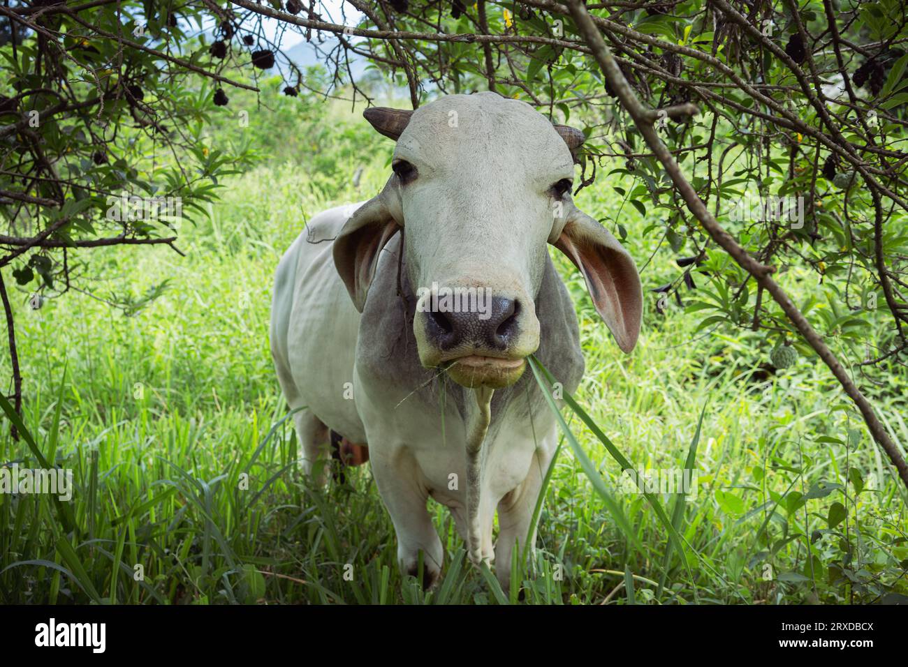 Bella mucca selvatica che mangia erba in un campo sulle Ande, Apulo, Colombia, Cundinamarca. Foto Stock