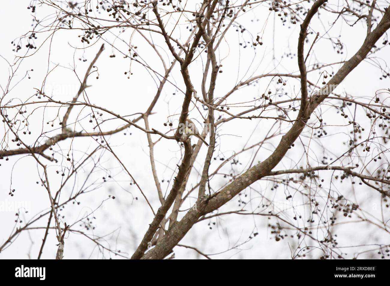 phoebe orientale parzialmente nascosta (Sayornis phoebe) che guarda oltre la spalla da un ramo di albero su uno sfondo grigio del cielo Foto Stock