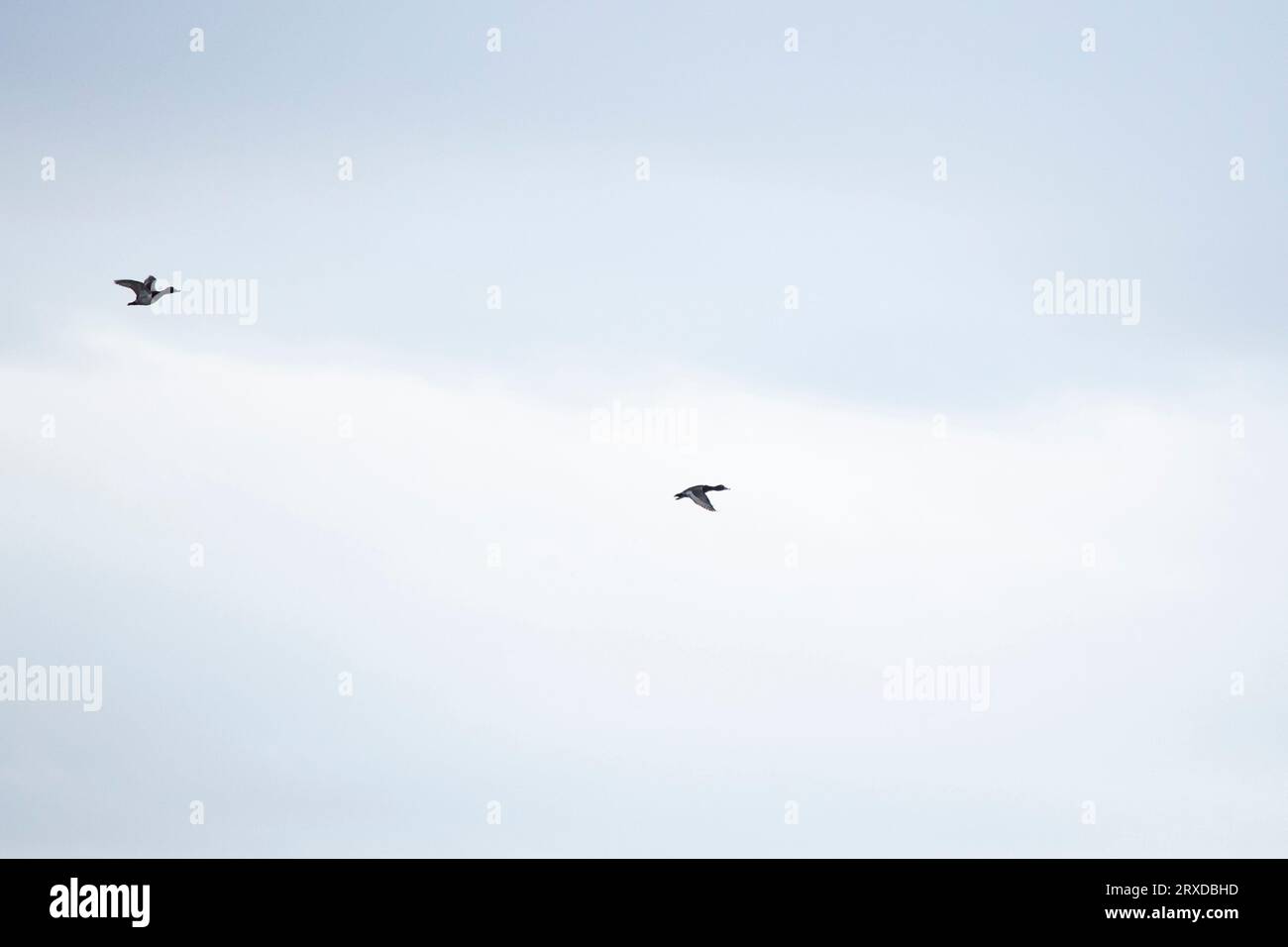 Coppia di anatre dal collo ad anello (Aythya collaris) che volano in un cielo grigio Foto Stock