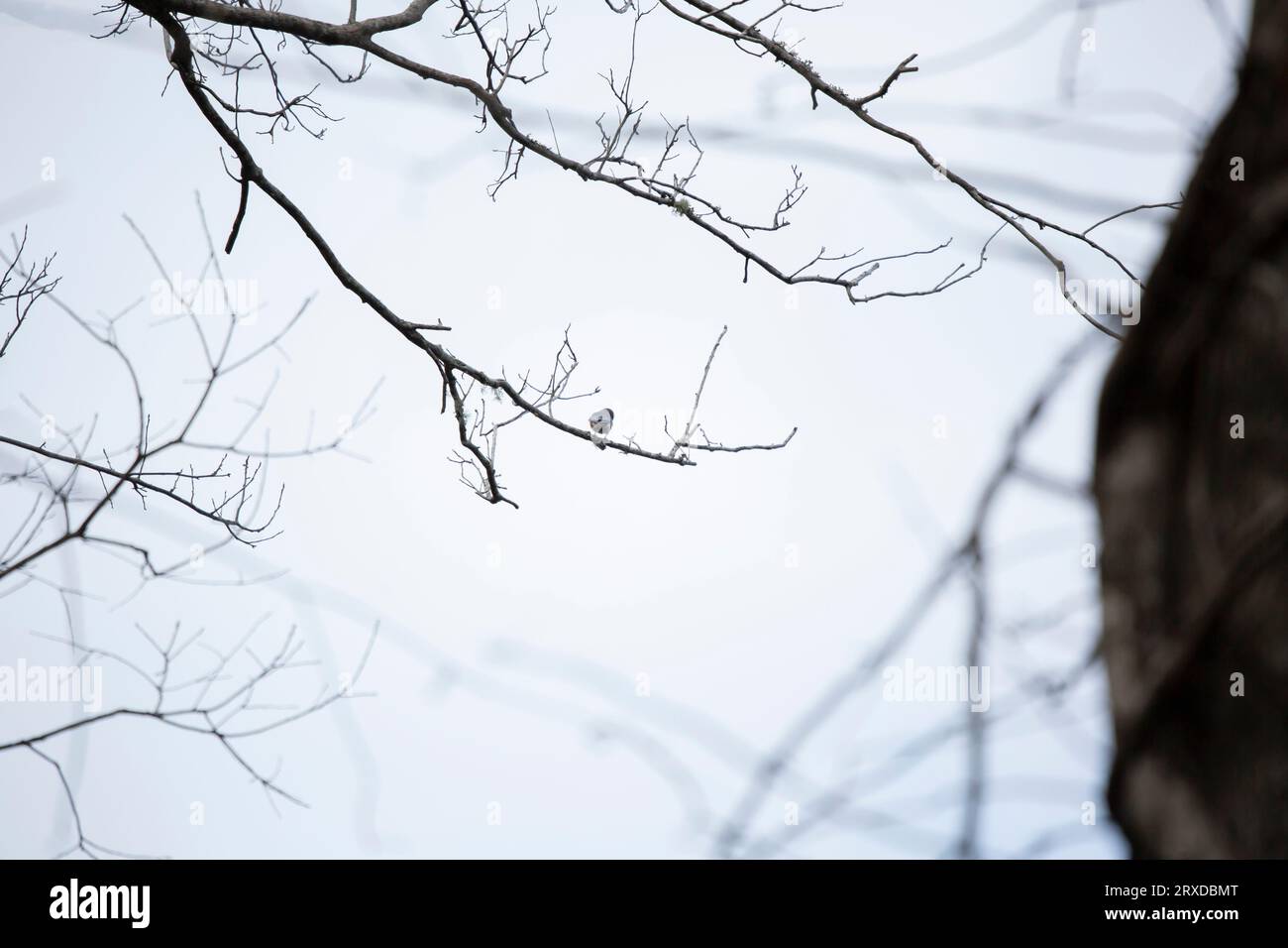 Uccello azzurro orientale (Sialia sialis) che guarda in basso dal suo portico su un ramo di albero con un cielo grigio sullo sfondo Foto Stock