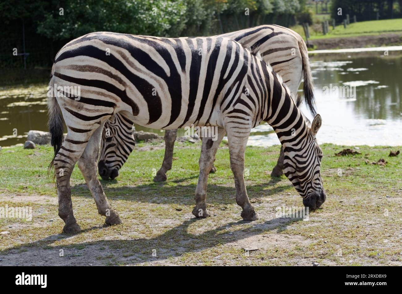 Un paio di Zebre che pascolano lungo la strada al Parc Safari a Saint-Bernard-de-Lacolle, Quebec, Canada Foto Stock
