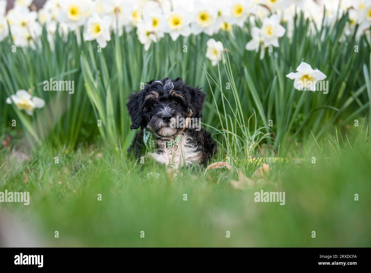 Un cucciolo di dieci settimane fa una sessione di ritratti nei fiori primaverili. Foto Stock