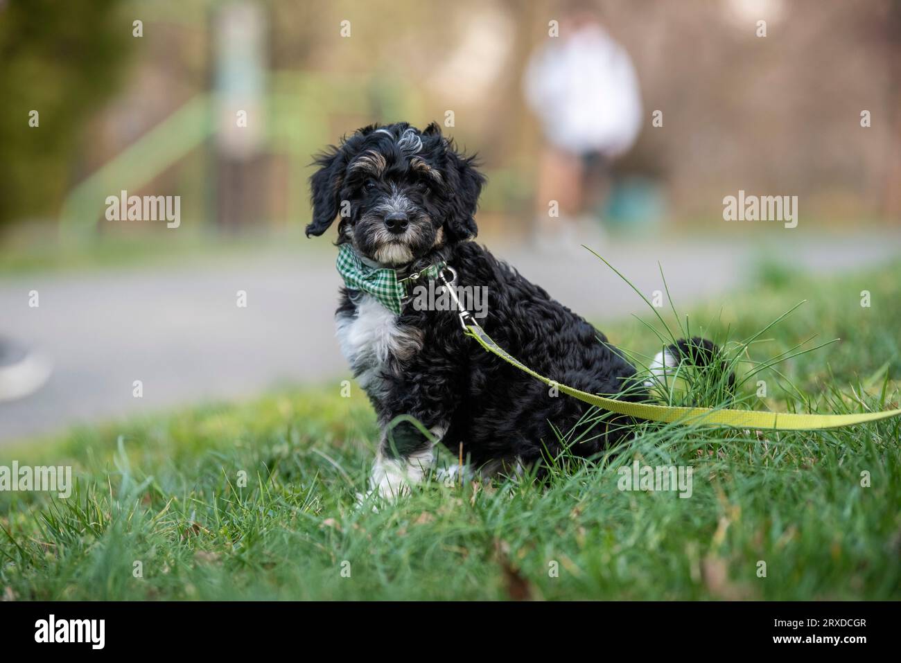 Un cucciolo di dieci settimane fa una sessione di ritratti nei fiori primaverili. Foto Stock