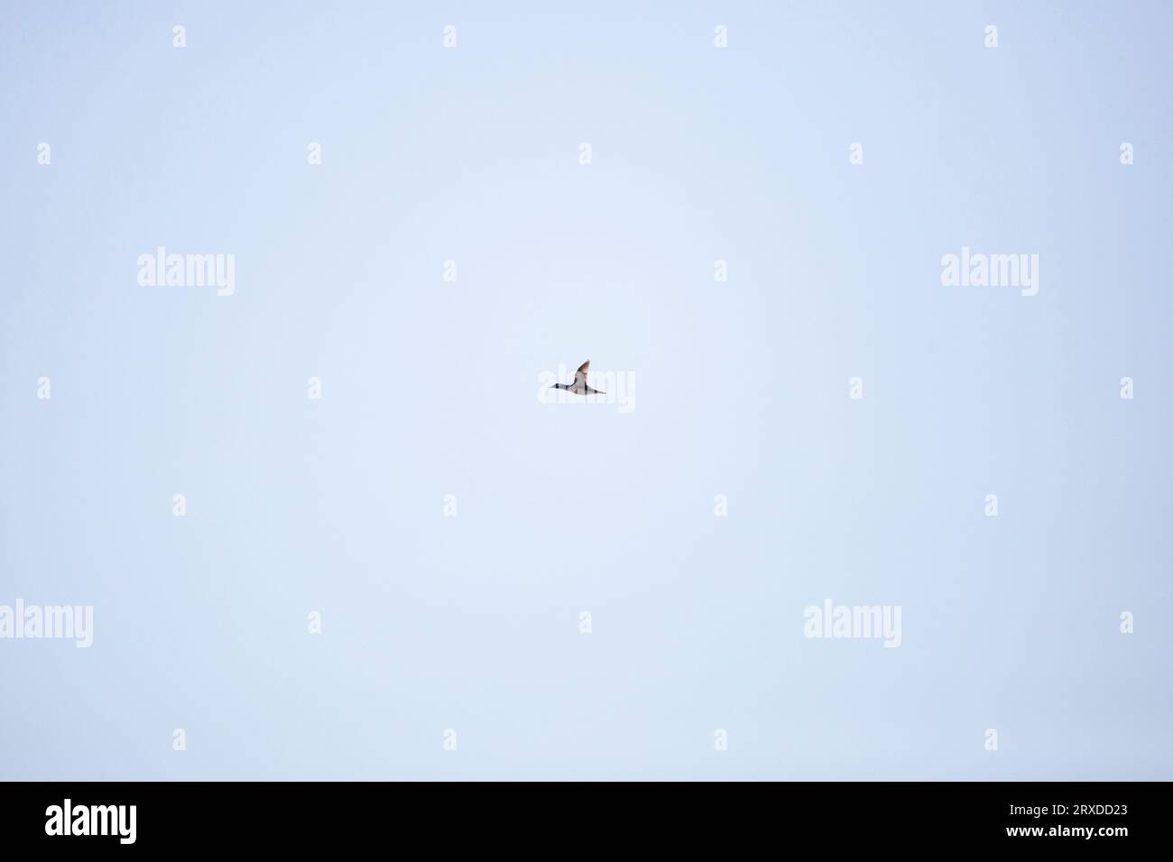 Anatra merganser con cappuccio (Lophodytes cucullatus) in volo attraverso un cielo blu Foto Stock