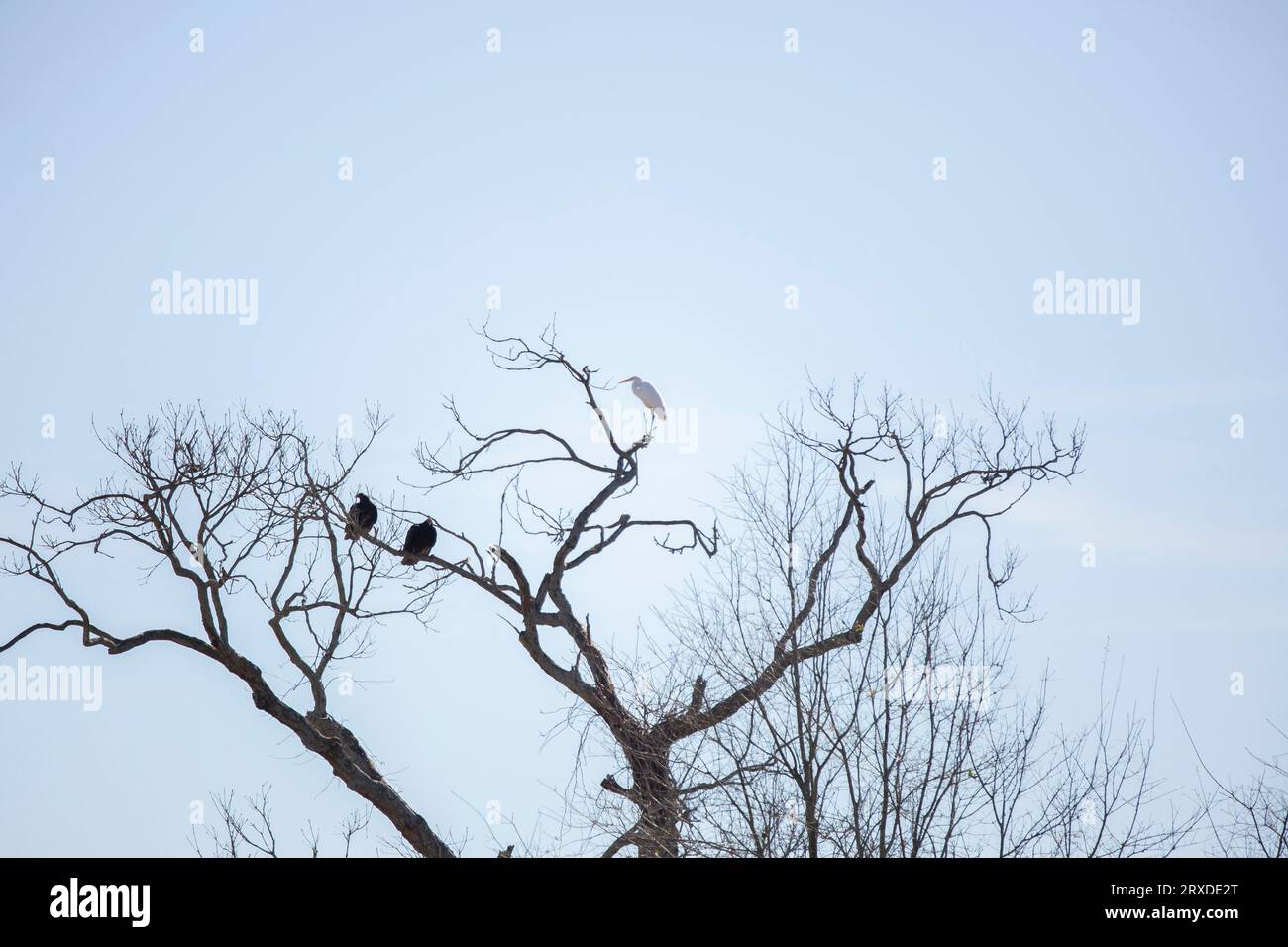 Grande egretta (Ardea alba) arroccata su un albero morto, mentre due avvoltoi di tacchino (Cathartes aura) guardano intorno da posatoi sottostanti Foto Stock