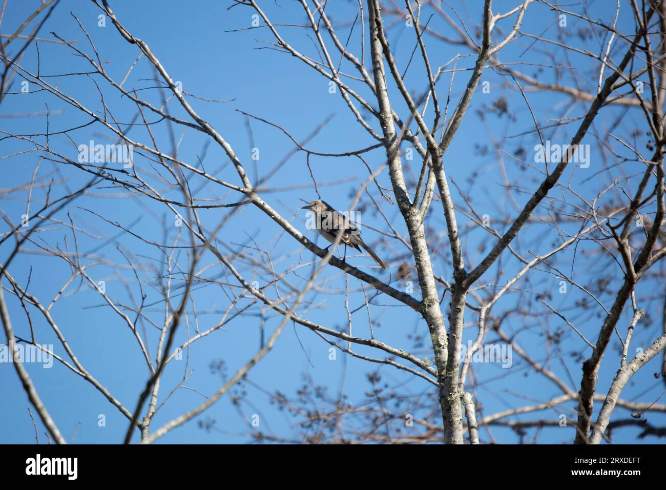 mockingbird settentrionale (Mimus poslyglotto) che guarda dal suo posatoio su un ramo nudo Foto Stock