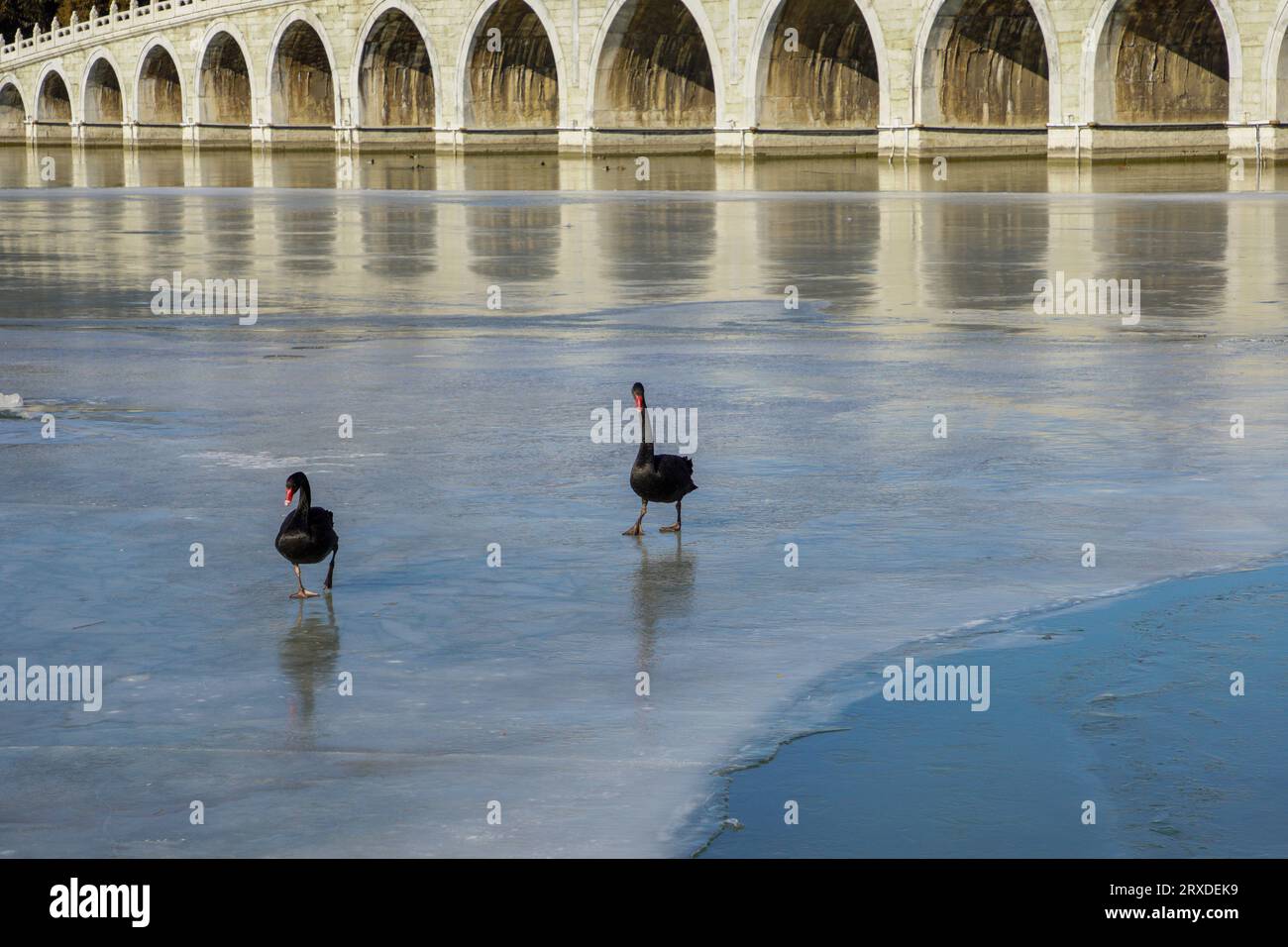 Black Swan sotto il Seventeen Arch Bridge nel Palazzo d'Estate Foto Stock