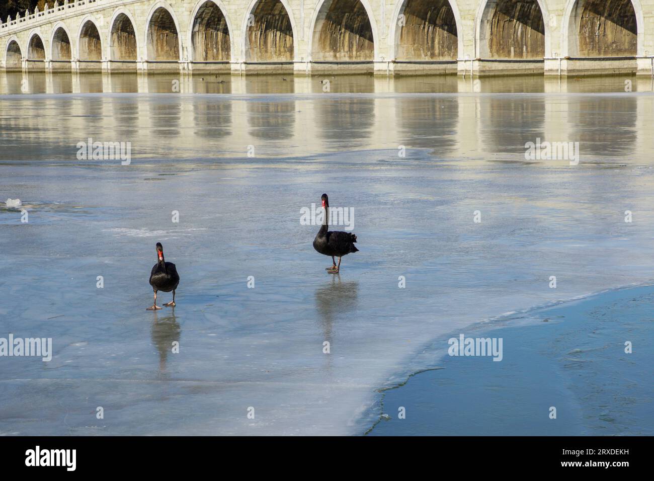 Black Swan sotto il Seventeen Arch Bridge nel Palazzo d'Estate Foto Stock