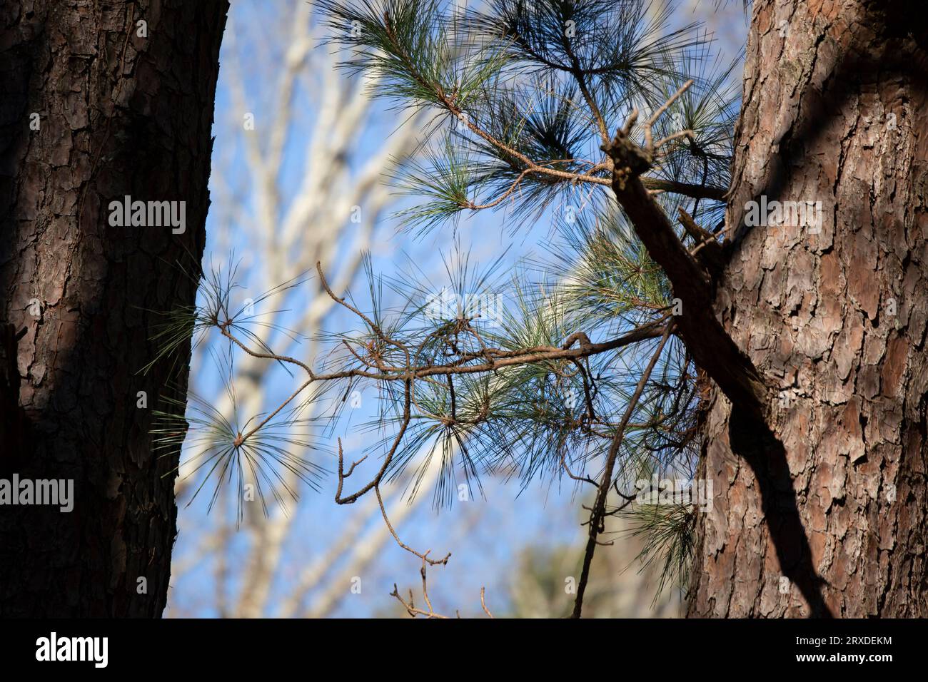 Primo piano di aghi di pino contro un cielo blu in una foresta Foto Stock