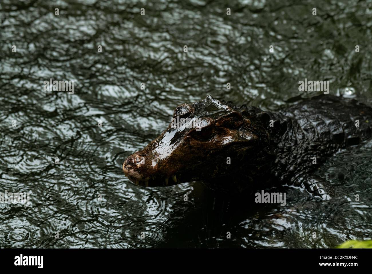 Caiman in acqua. Lo yacare caiman (Caiman yacare), noto anche come jacare caiman. Vista laterale. Habitat naturale. Brasile. Foto Stock