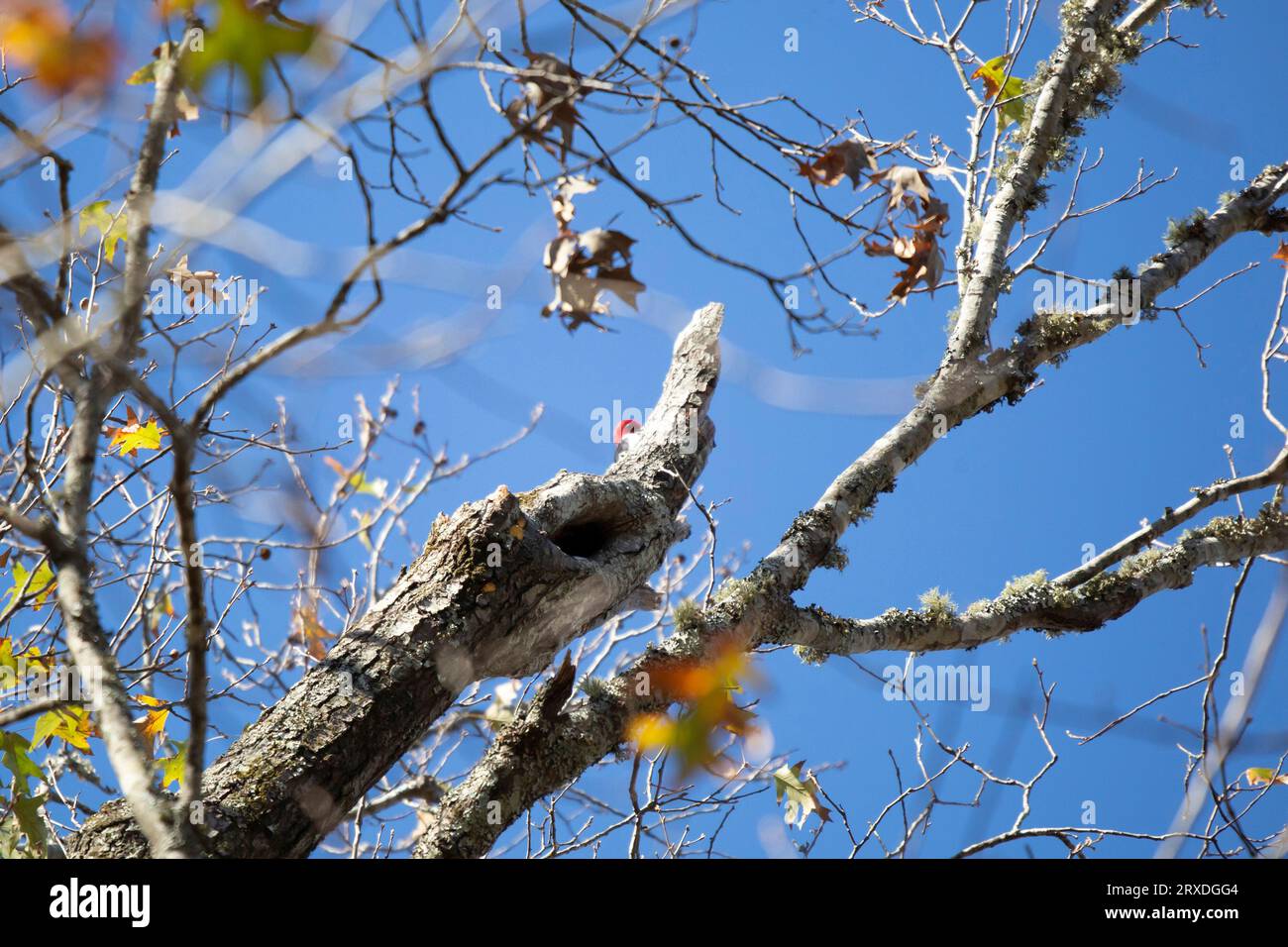 Picchio rosso adulto (Melanerpes erythrocephalus) testa rossa che salta da un ramo di albero contro un cielo blu profondo Foto Stock