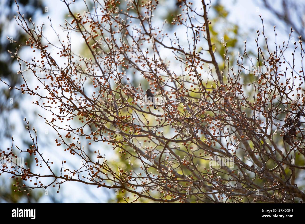 Cera di cedro (Bombycilla cedrorum) che guarda intorno da un posatoio su un cespuglio di frutti di bosco Foto Stock