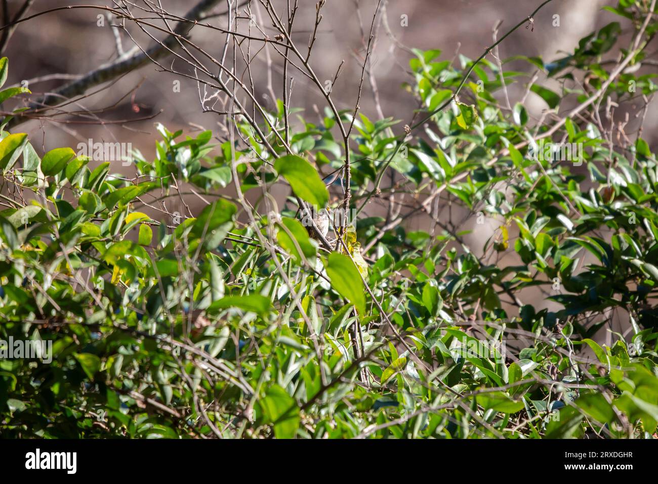 Curioso passero nascosto dalla gola bianca (Zonotrichia albicollis) che guarda fuori dal suo posatoio su un rigoglioso cespuglio Foto Stock