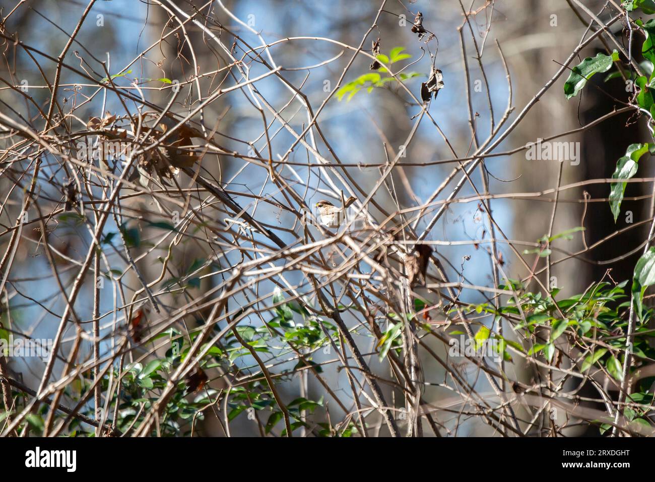 Curioso passero dalla gola bianca (Zonotrichia albicollis) che guarda intorno dal suo posatoio sulla bramble Foto Stock