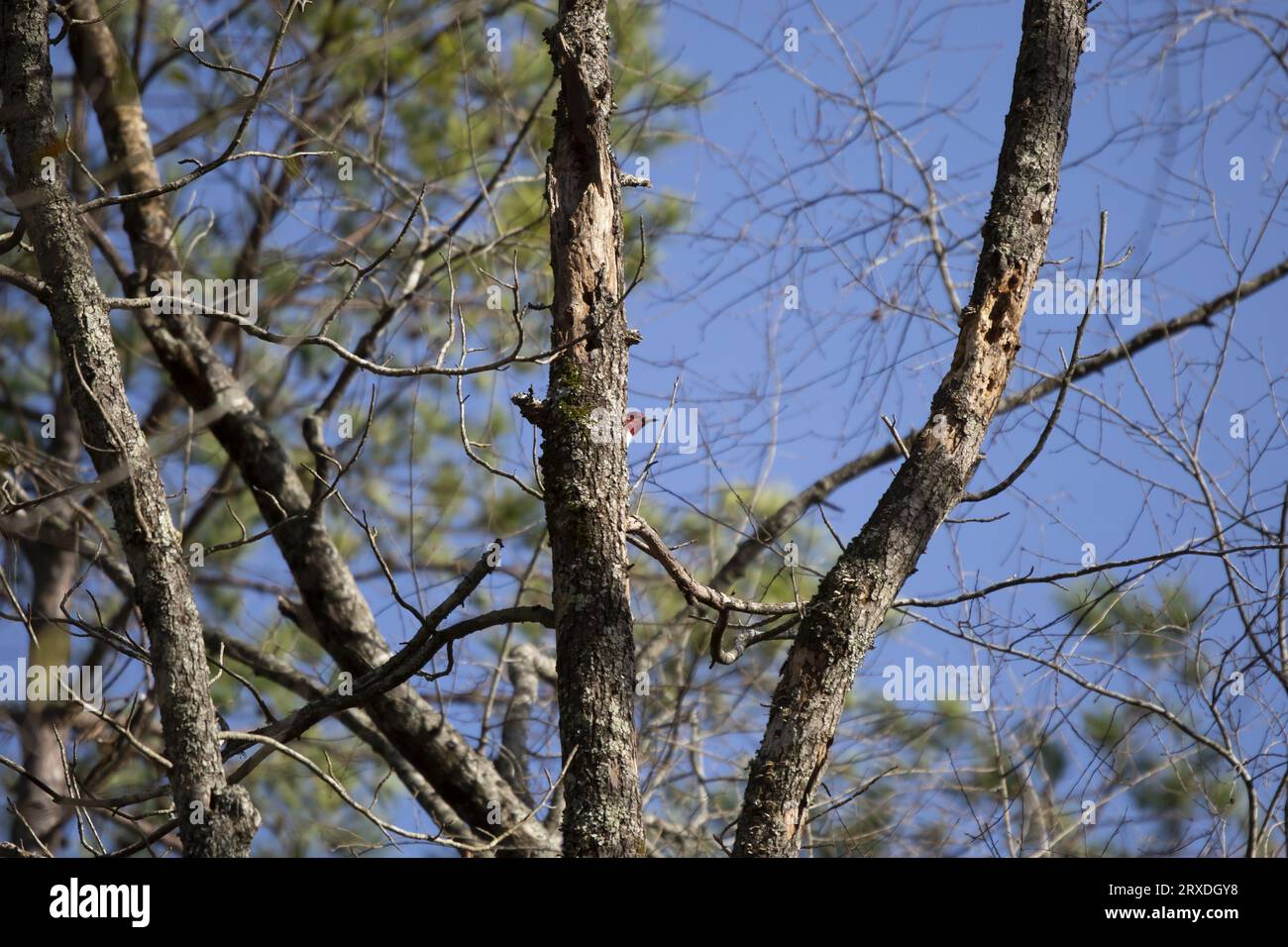 Picchio adulto con testa rossa (Melanerpes erythrocephalus) che guarda fuori dal suo becco dietro un ramo di albero Foto Stock
