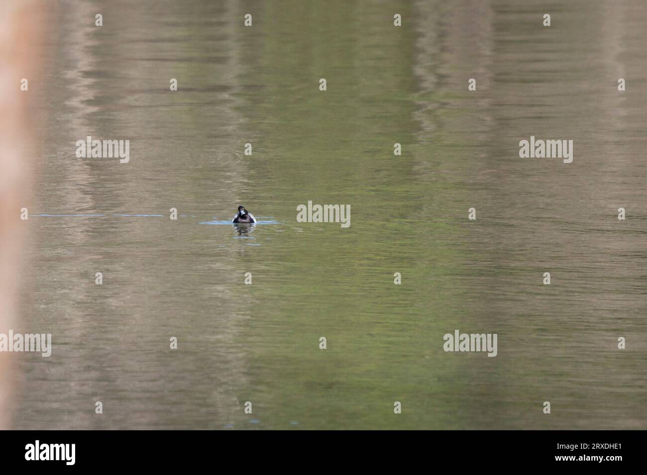 L'anatra scaup minore drake (Aythya affinis) nuota verso la macchina fotografica Foto Stock