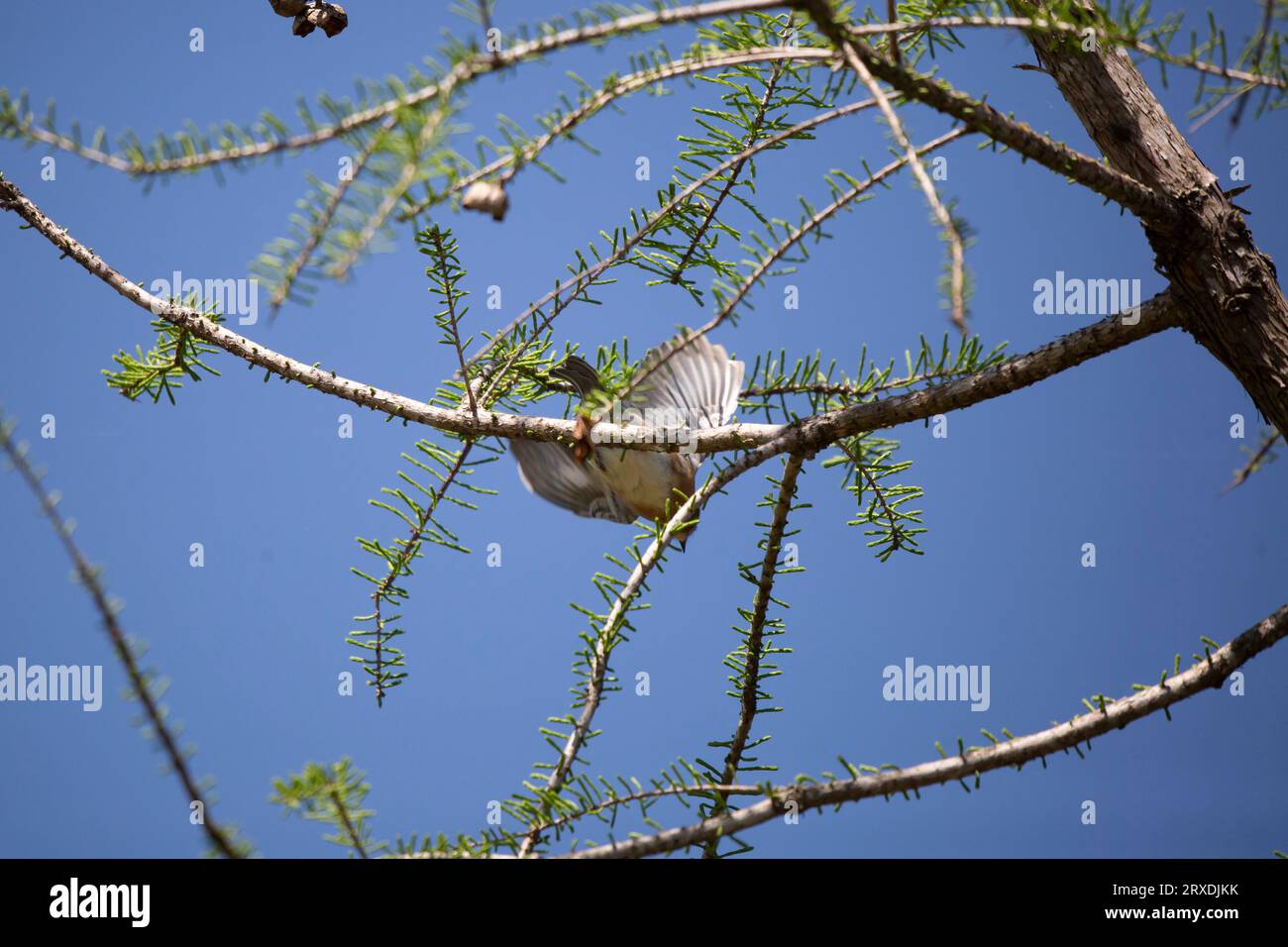 Uccello azzurro orientale immaturo (Sialia sialis) che vola da un ramo Foto Stock
