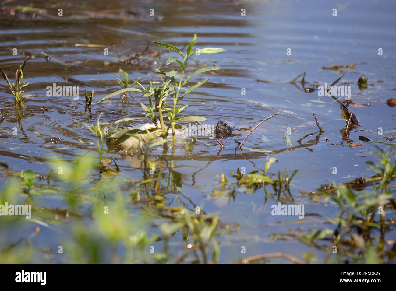 Tartaruga di fango orientale (Kinosternon subrubrum) che sbircia fuori dall'acqua Foto Stock