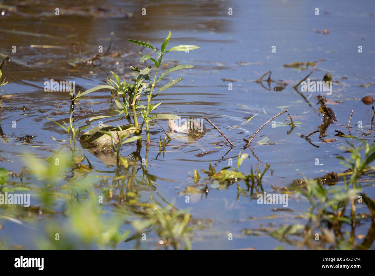 Cursore dalle orecchie rosse (Trachemys scripta elegans) che mangia un pesce bianco morto Foto Stock