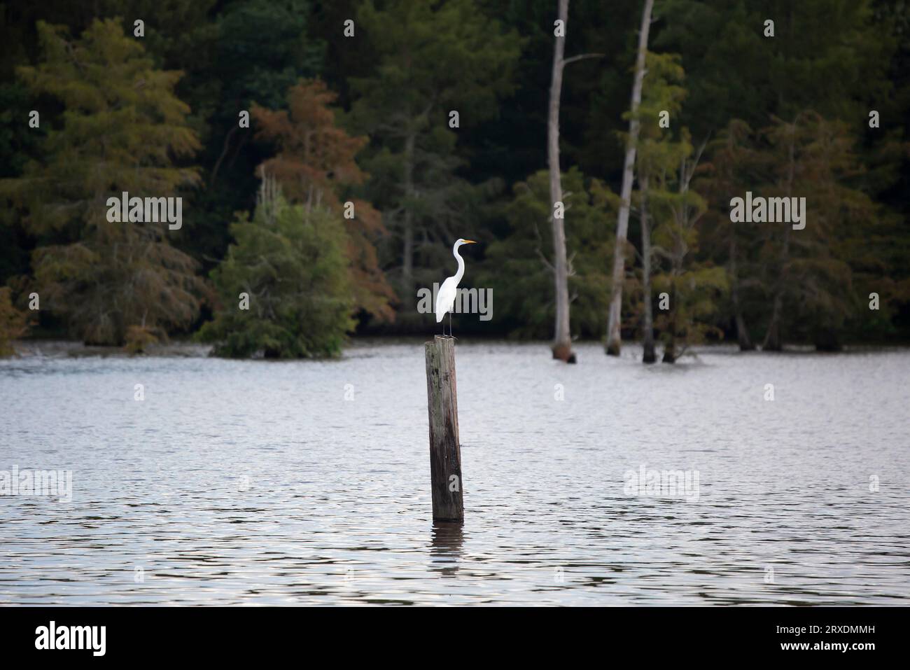 Grande egretta (Ardea alba) ferma su un palo di legno in acqua Foto Stock