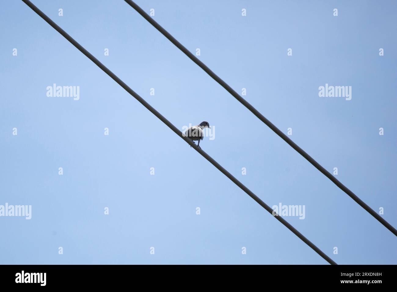 Curiosa colomba eurasiatica (Streptopelia decaocto) che guarda oltre la spalla da un posatoio su un filo, con un cielo blu sullo sfondo Foto Stock