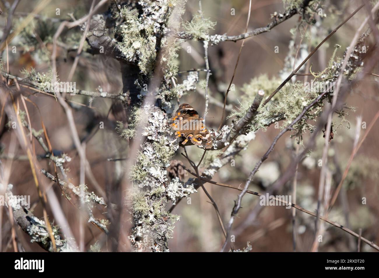 Farfalla buckeye comune (Junonia coenia) con ali strappate su un ramo di albero Foto Stock
