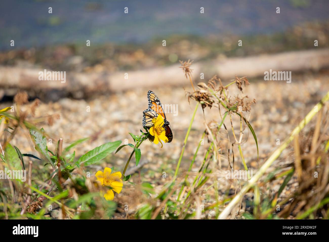 Farfalla monarca (Danaus plexippus) su un fiore giallo Foto Stock