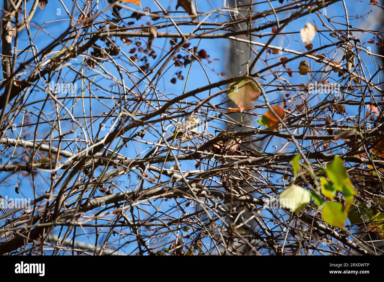 Carolina wren (Thryothorus ludovicianus) si mimetizzò dietro una bramble e si arroccò su un ramo di albero Foto Stock