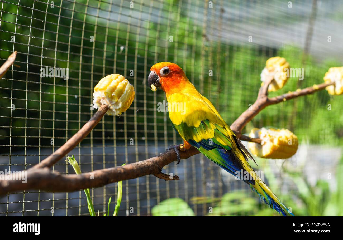 Il sole conure (Aratinga solstitialis), noto anche come il pappagallo del sole che mangia mais dall'albero di Kuala Lumpur Foto Stock