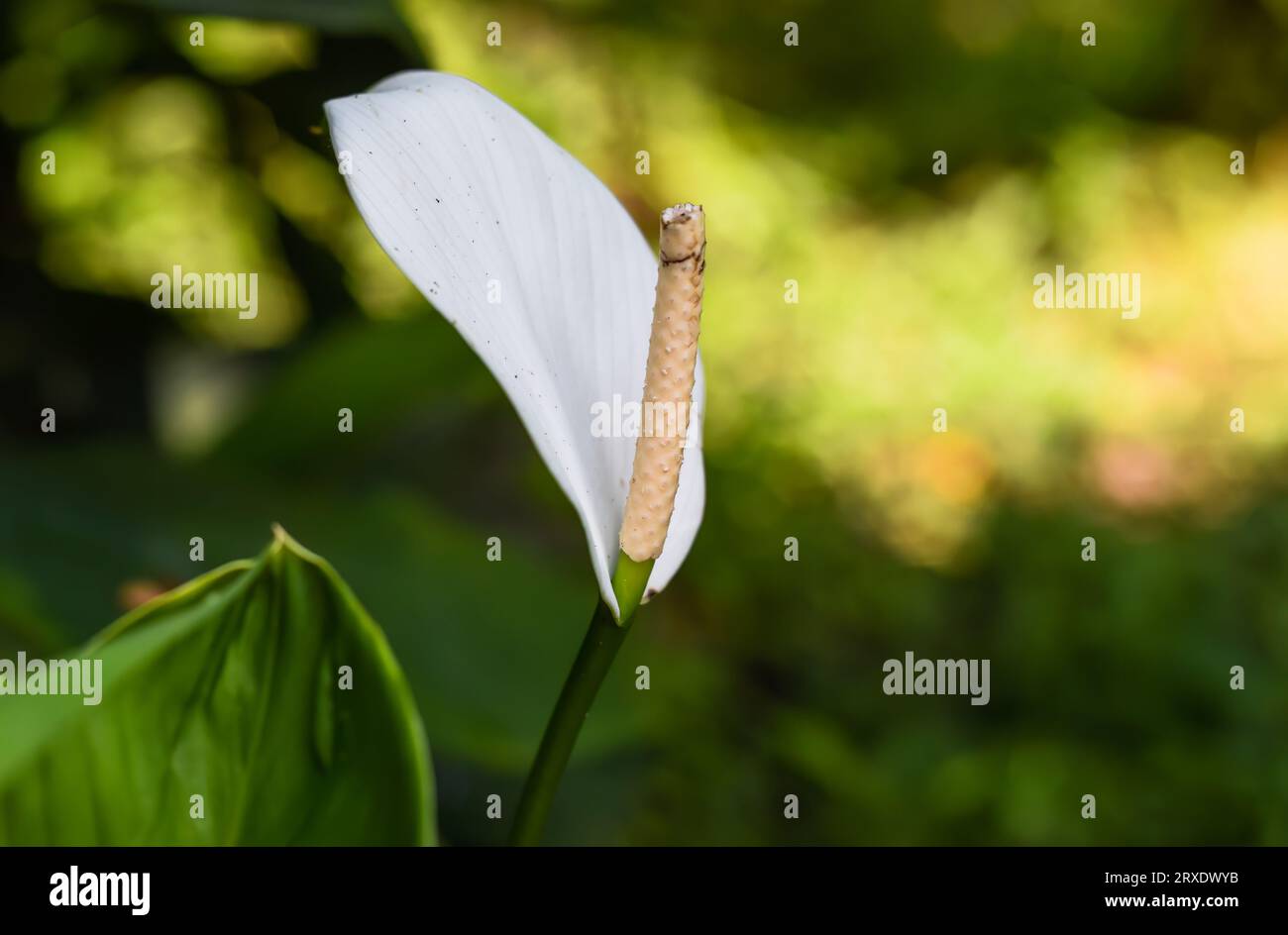 Spathiphyllum cochlearispathum comunemente chiamato giglio di pace che cresce in Vietnam Foto Stock