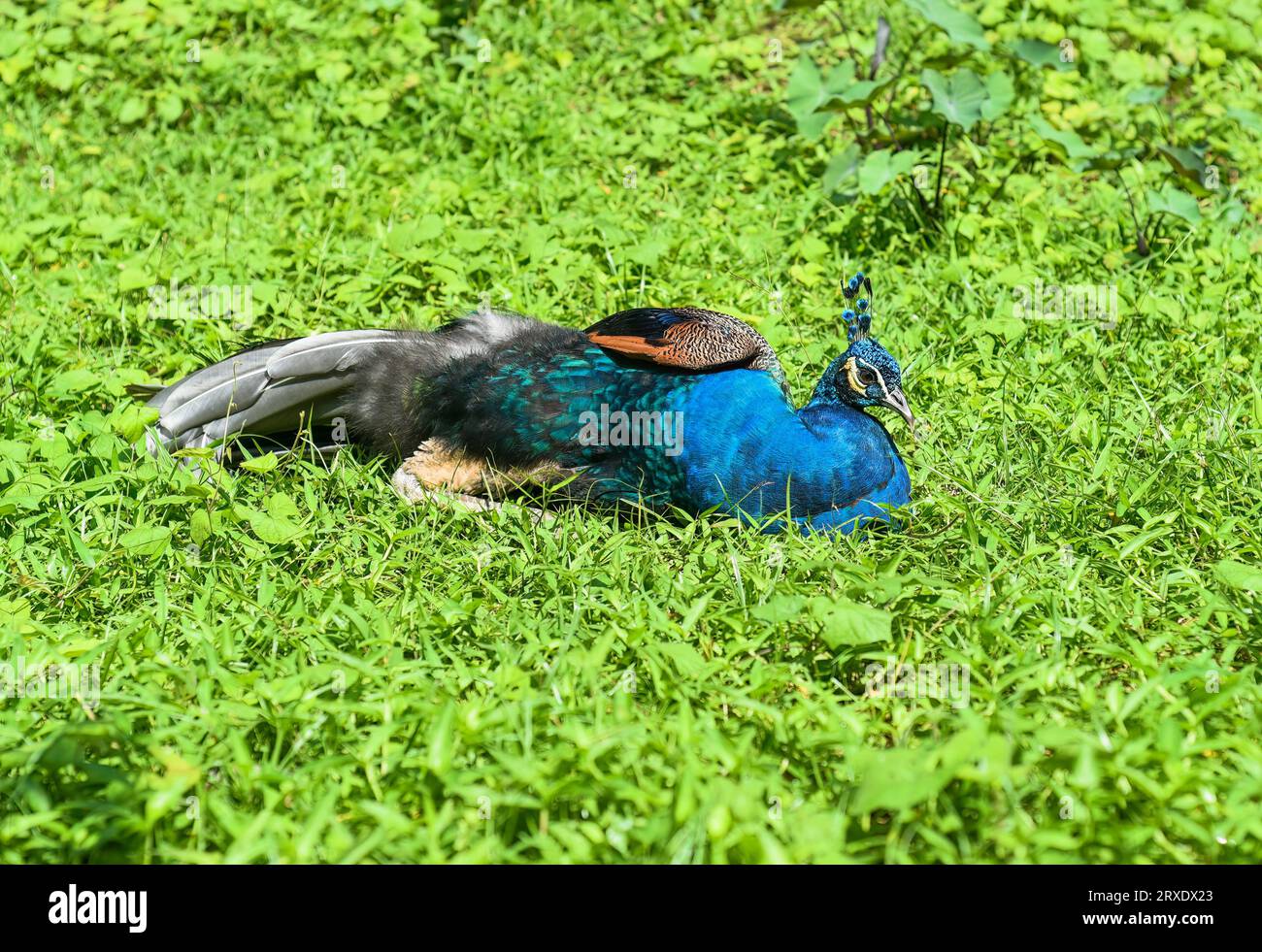 Peafowl o pavone contro il riposo in Malesia, Kuala Lumpur Foto Stock