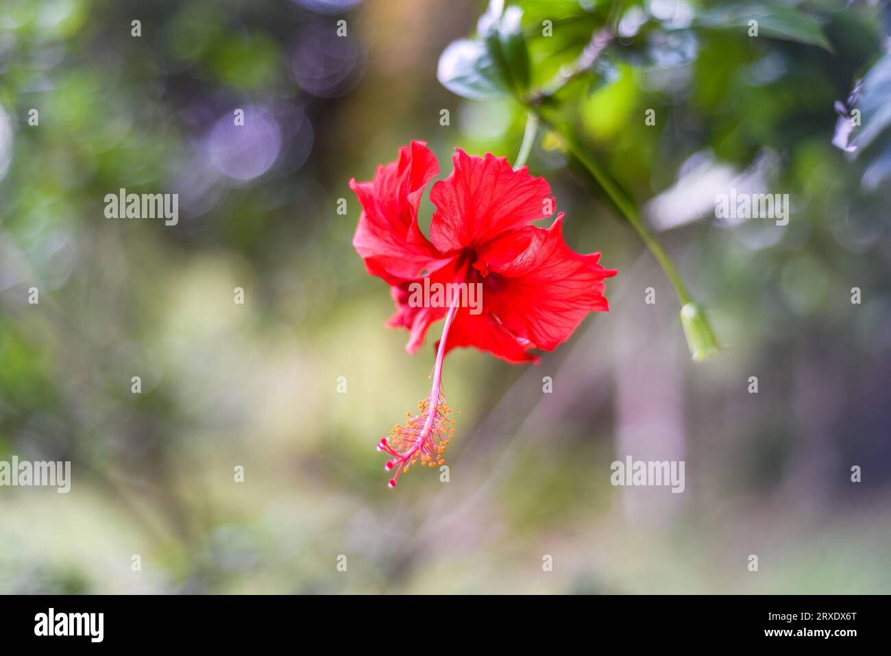 Hibiscus rosa-sinensis, conosciuto colloquialmente come hibiscus cinese, la Cina ha aumentato Foto Stock